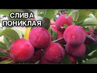 Слива пониклая