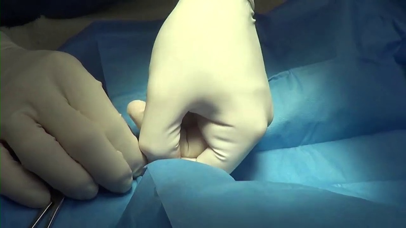 Операция на неопущенном яичке у молодой собаки, Undescended Testicle