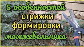 Как обрезать МОЖЖЕВЕЛЬНИК 5 правил! (стрижка, формировка). ДЕТАЛЬНО.