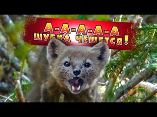 Соболёк, линяй!/molt, sable, molt!