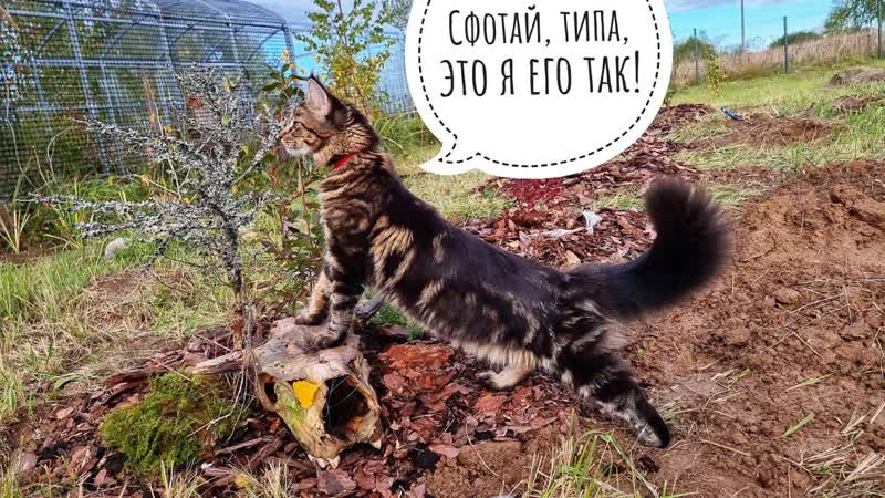 Поход в лес за калиной и полуторарогим другом. Забрала
