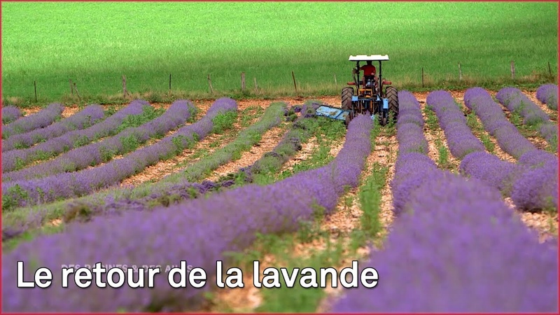 Le retour de la