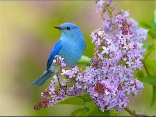 Randall Wong, Male Soprano, The Blue Bird