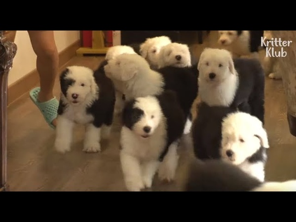 Today, I Failed Again To Scold These 11 Charming, Troublemaker Dog Siblings, Kritter