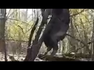 Медведь умер на дереве (