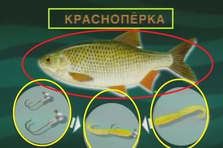 Диалоги о рыбалке -6-  Красноперка, Уклейка