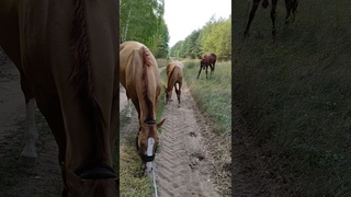 Конный детский сад на выгуле.