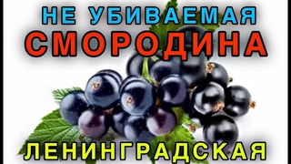 Не убиваемая Смородина. Ленинградская