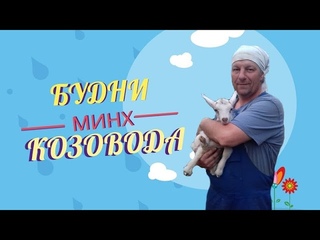 Будни козовода. Козы на улице