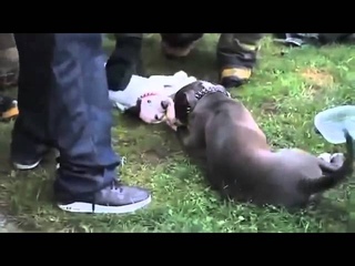 Firefighters Rescue Pitbull Dogs From Burning House in Detroit MC The Fail Syndicate 2013