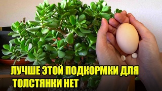 Полейте ЭТИМ ДЕНЕЖНОЕ ДЕРЕВО И Оно Зацветет / Лучшая Подкормка Для ТОЛСТЯНКИ