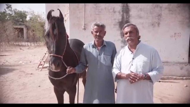 MARWARI War Horse of the Maharaja for the EQUUS INTERNATIONAL FILM