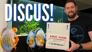 UNBOXING DISCUS Fish for the New 90 Gallon Aquarium!