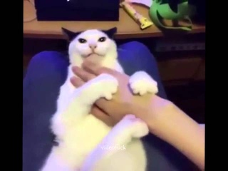 Ам ням ням