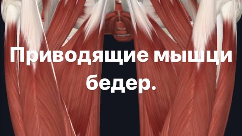 Приводящие мышци длинная, короткая и