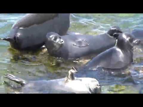Baikal freshwater seals 2019, Russia, Lake Baikal нерпа, озеро