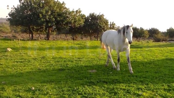 Life with horses