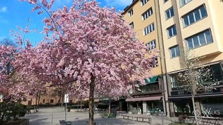 Stockholm Cherry Blossoms,  Kungstrdgrden, Bysistorget, Humlegrden, Vasaparken, #Krsbrsblommor
