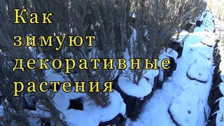 Как зимуют декоративные растения.