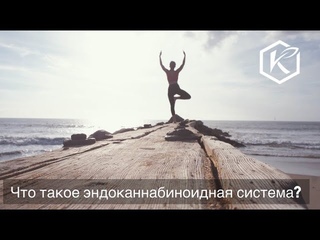 Что такое эндоканнабиноидная система
