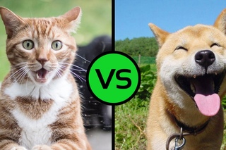 КОТЫ VS СОБАКИ