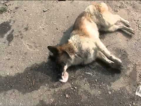 Я ненавижу Украину Poisoned Dog Vergifteter Hund Ukraine