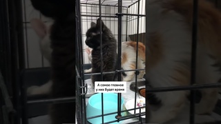 Сбор на передержку для котят #кот #кошка #котики #котята #cat #животные #жизнь