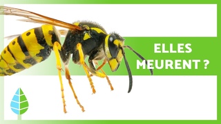 LES GUPES MEURENT-ELLES QUAND elles PIQUENT   | Curiosits animales