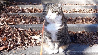 -Maru went for a walk at a nearby shrine.-