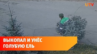 Улица С.Кувыкина. Мужчина выкопал голубую ель в уфимском дворе и унёс с собой