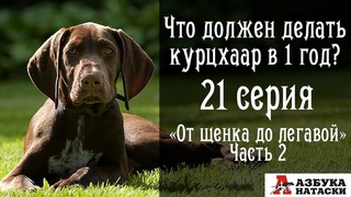 7 пунктов, без которых натаску лучше не начинать. “От щенка до легавой собаки“