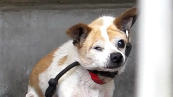 Kobe, Stitch a 15 year old, one eyed dog rescued Please share and help us find him a