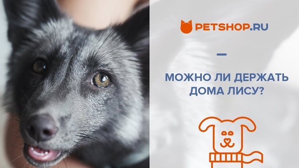 Блог Домашняя лиса Ария. Розыгрыш призов от