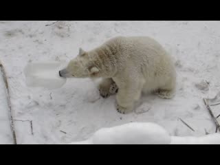 Ростик играет с канистрой