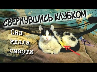 Раненая кошка плакала и просила помощи|бабушка лечила как могла денег на врача не было|help the cat