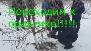 Семинар по обрезке   Фундука (часть 1) Самый большой сад Фундука в Беларуси!!!!