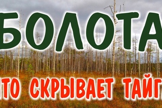 ПО БОЛОТАМ ПЕШКОМ  Видео-очерк о разных типах таежных болот.