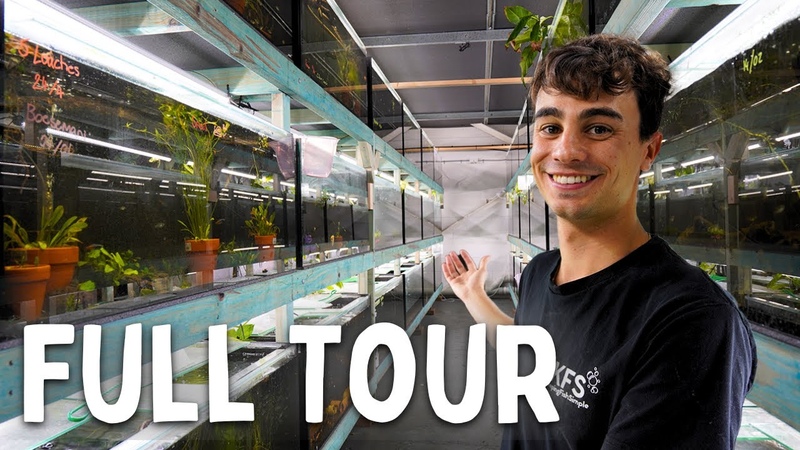 300+ Aquariums in my Fish Breeding