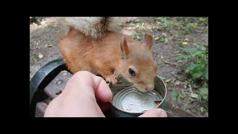 Белки. Короткие сюжеты, Squirrels. Short