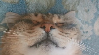 Няшный мартовский котик