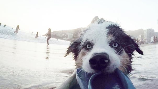 Go Pro: Dog Plays Ball With Brazilian Footballer