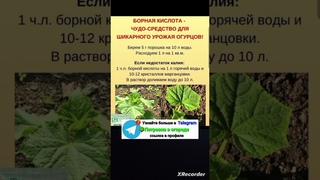 борная кислота помощник для выращивания огурцов