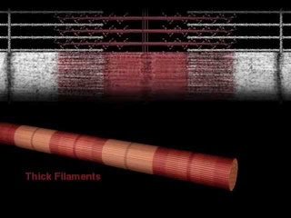 Muscle Contraction Overview Animation