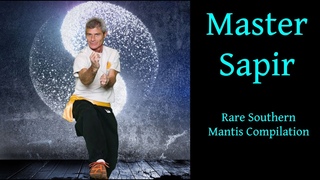Sifu Sapir  |  Rare Southern Mantis Compilation