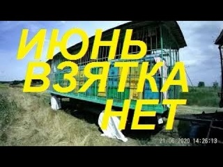 Отчаяние и досада.Всё цветёт,а взятка на пасеке нет.Результат подсадки маток.