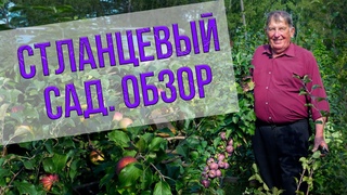 Стелющиеся яблони и груши. Обзор сортов. Стланцевый сад. Советы Анатолия Сидоровича