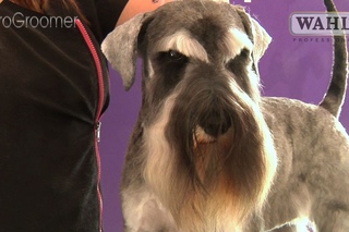 Grooming Guide - Miniature Schnauzer Pet Trim - Pro Groomer