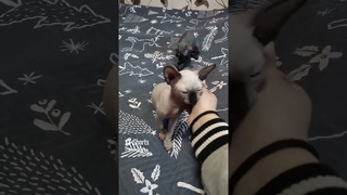 Сфинксы, котята Марс и Луна, красивые глаза#канадскийсфинкс#котята #cats #канадскиесфинксы #котята