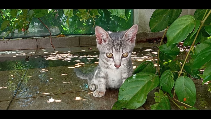 cats are 1199 and, the 3 Generation are719 571 445 and Young lady grandchild146, 29 197, 34 91 days