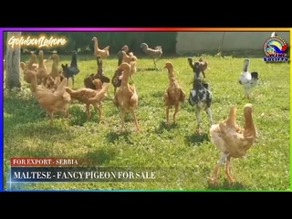MALTESE PIGEONS AVAILABLE FOR EXPORT || SALE by GOLUBOVI LAHORE  Serbia |Pigeons